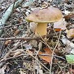 Ernst Im Herzen Des Pfaelzerwaldes Mit Kueche