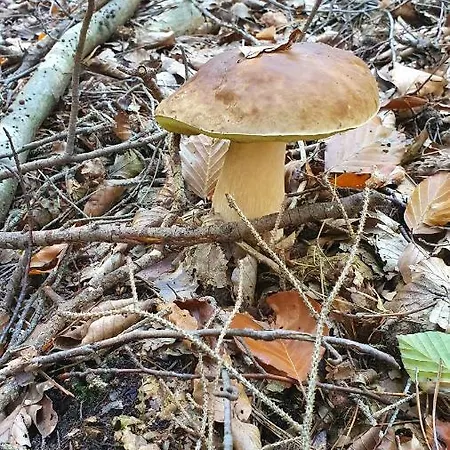 Ernst Im Herzen Des Pfaelzerwaldes Mit Kueche