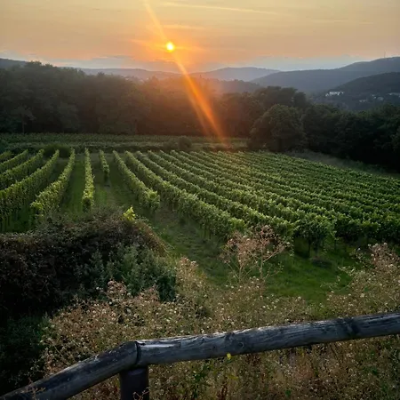 Pension Ernst Im Herzen Des Pfaelzerwaldes Mit Kueche