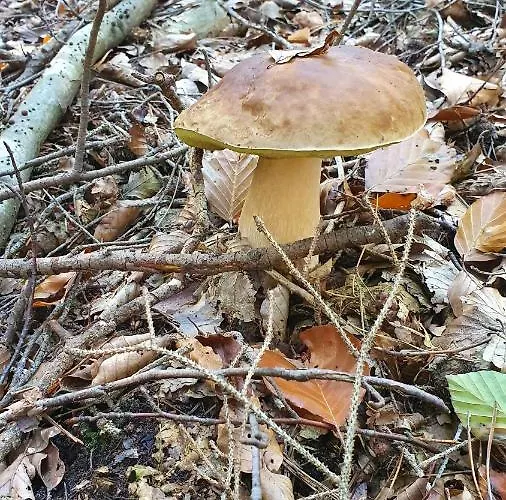 Pension Ernst Im Herzen Des Pfaelzerwaldes Mit Kueche