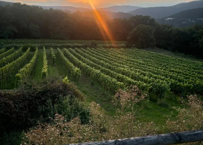 Pension Ernst Im Herzen Des Pfaelzerwaldes Mit Kueche